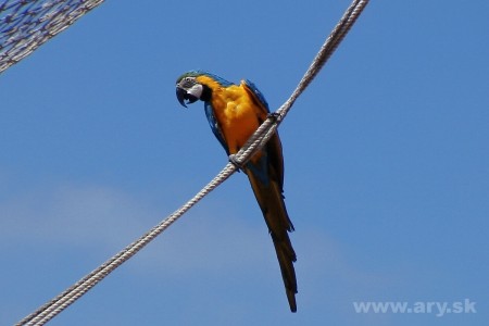 Ara Ararauna, Jungle Park - Tenerife, 2005